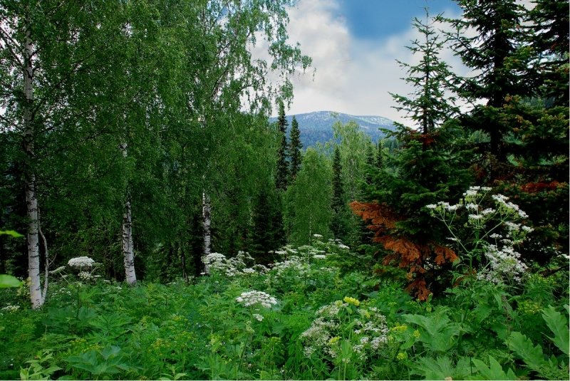 лето в сибири фото