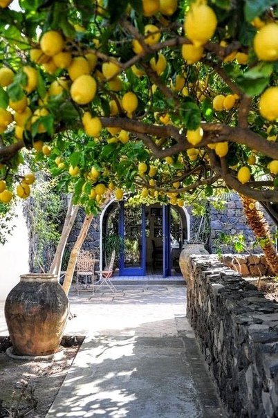лимонное дерево италия фото