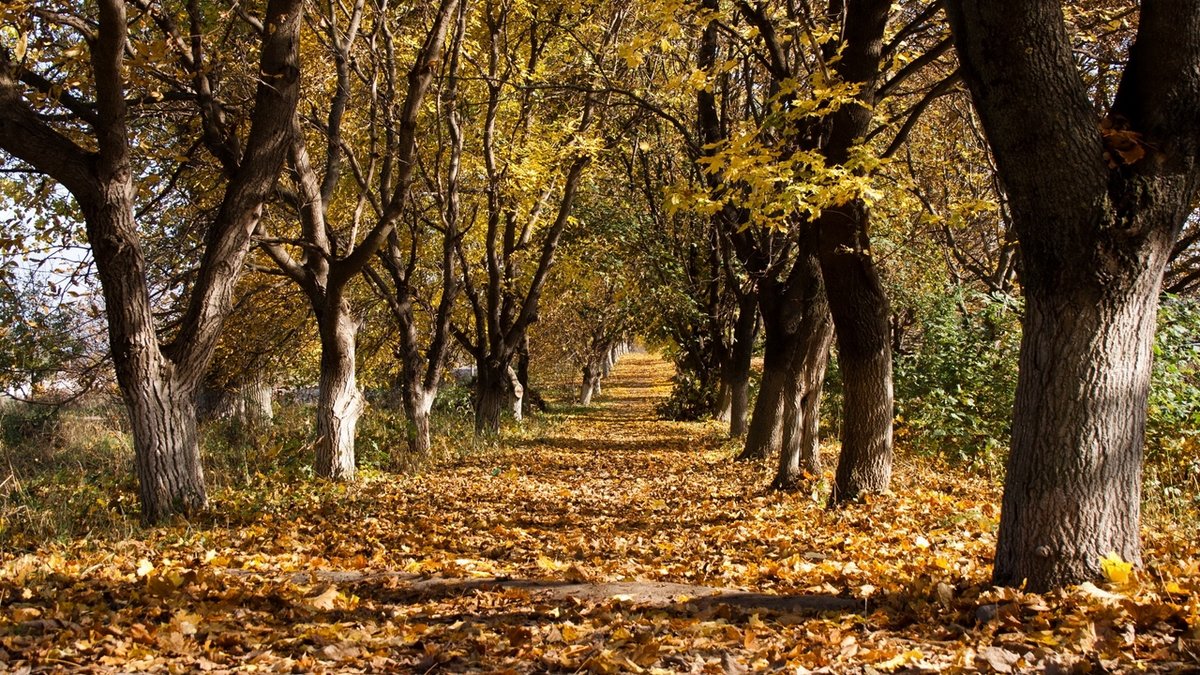 листопад в парке на рабочий стол фото