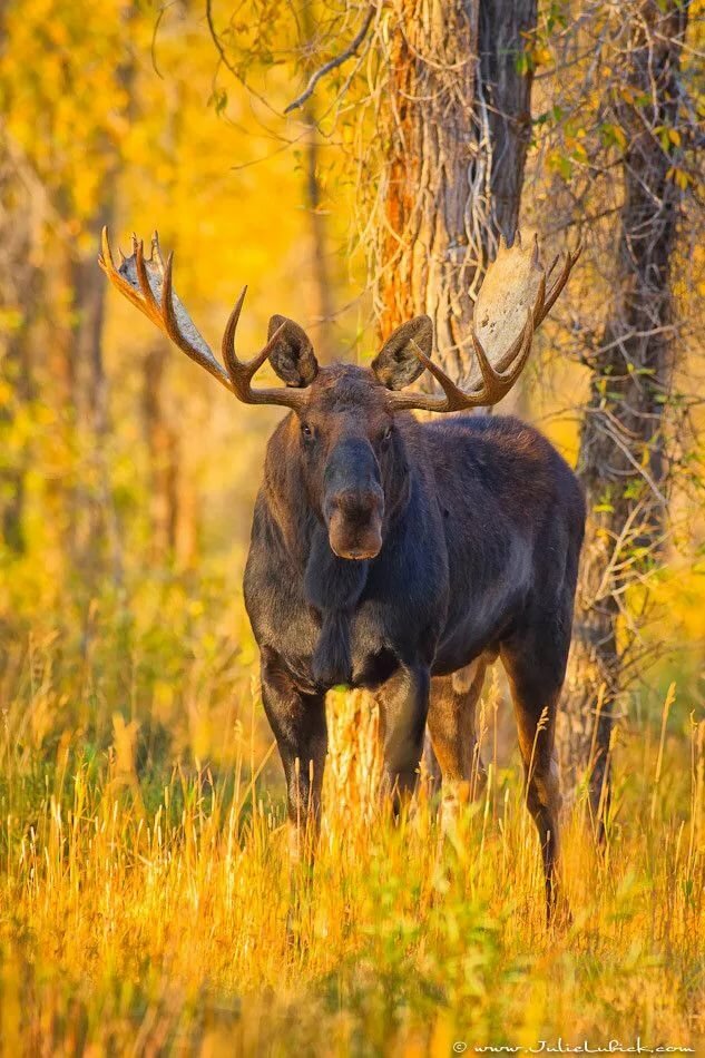 лось вертикальное фото