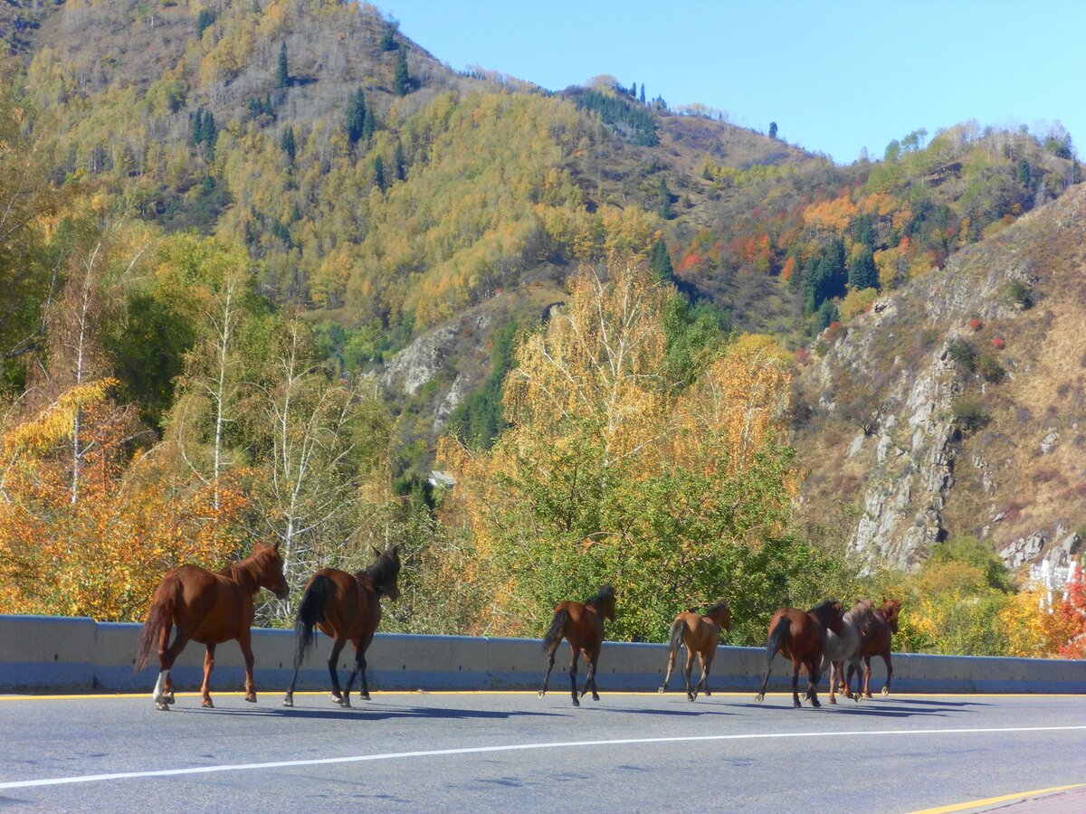 лошади в горах фото