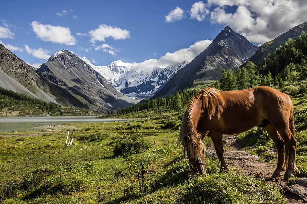 лошади в горах алтай белуха фото