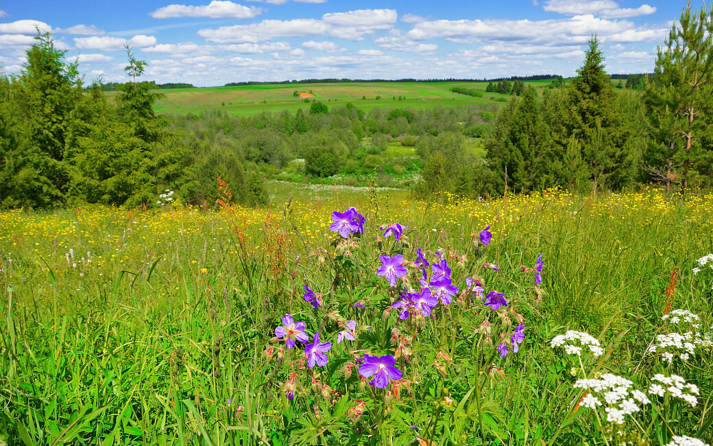 луга разнотравье фото