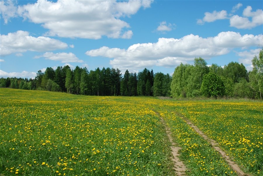 луга урала фото