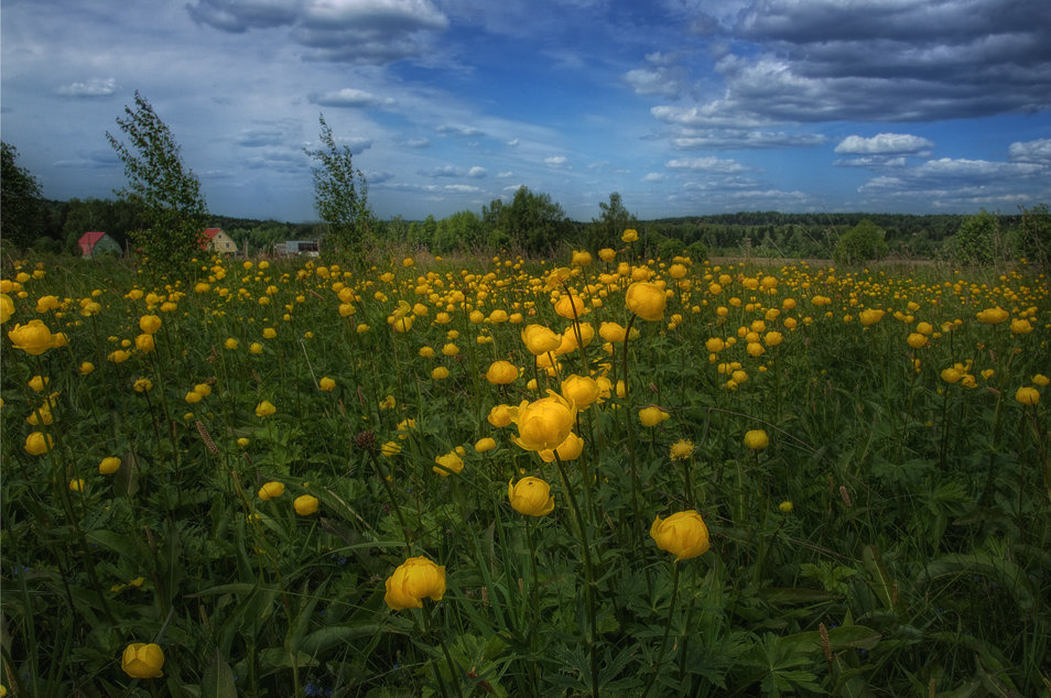 луговые цветы ,,купальницы