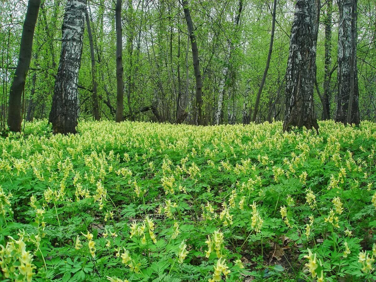 майский лес картинки фото