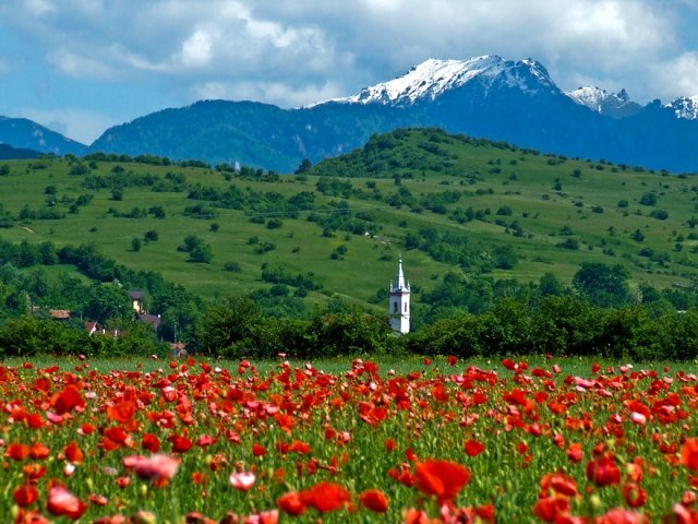 маки в горах фото