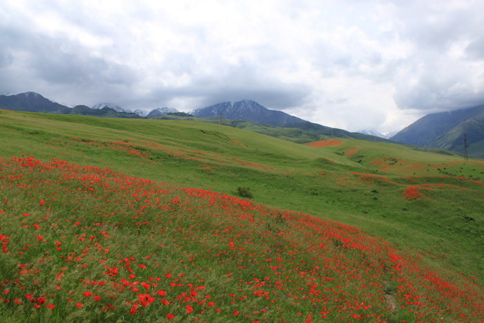 маки в горах киргизии фото