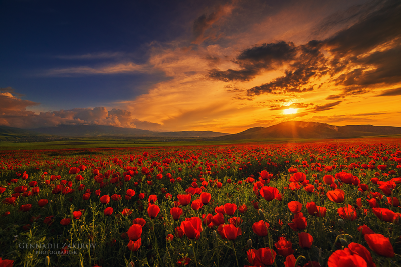маки в поле фото