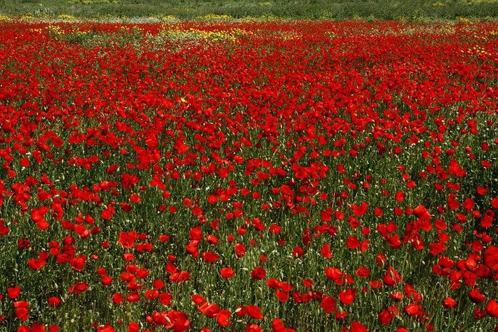 маковое поле фото