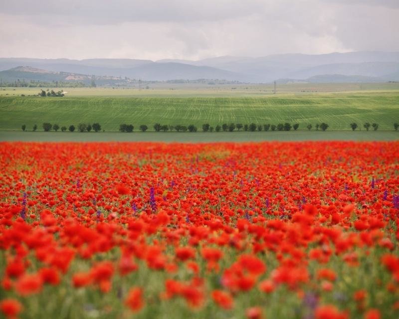 маковое поле фото