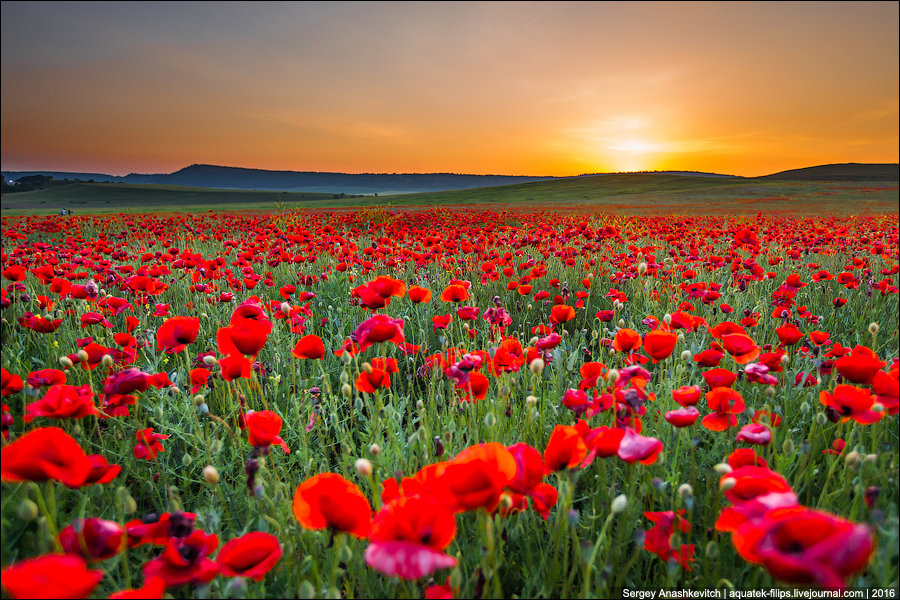 маковое поле фото хорошего качества фото