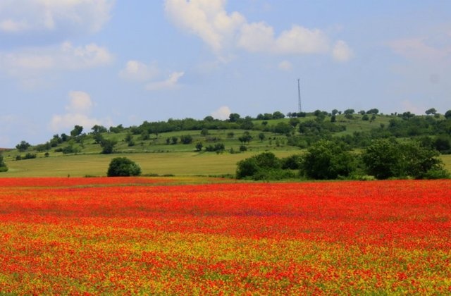 маковые поля болгария фото