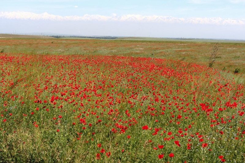 маковые поля в казахстане фото