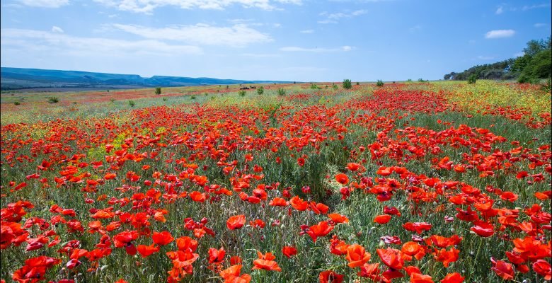 маковые поля в крыму фото