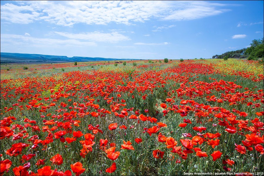 маковые поля в крыму фото
