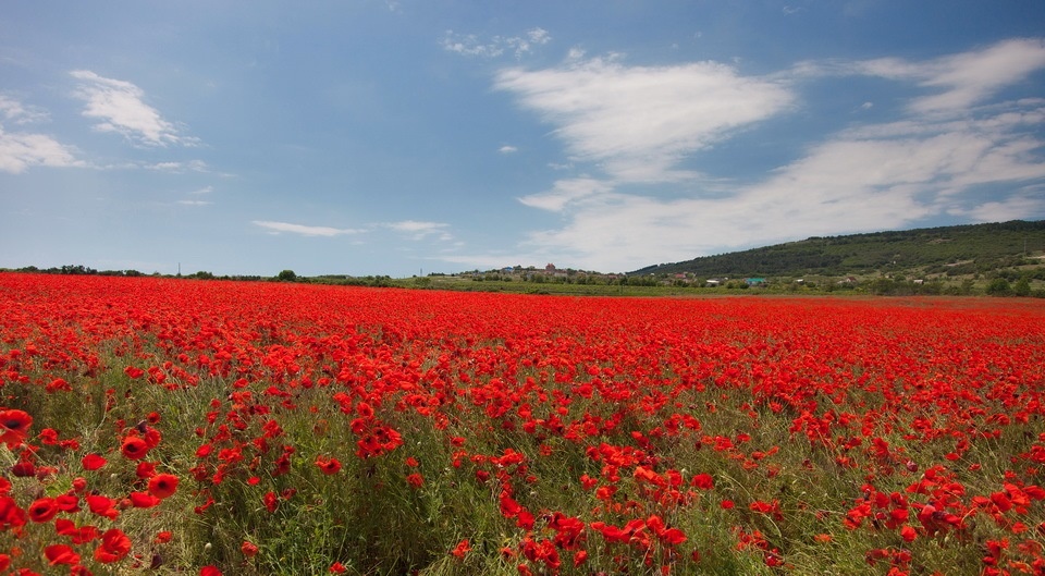 маковые поля в крыму фото