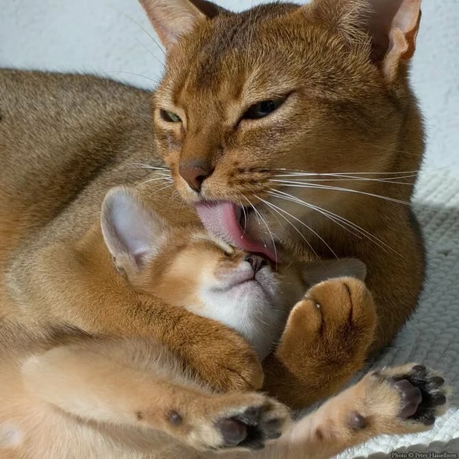 мама кошка с котятами фото