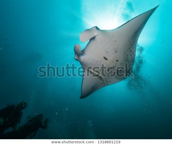 Manta Ray фото
