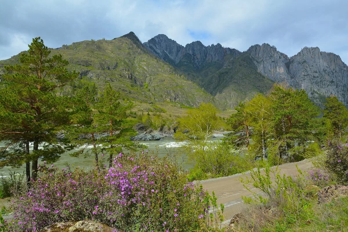 маральник горный алтай фото
