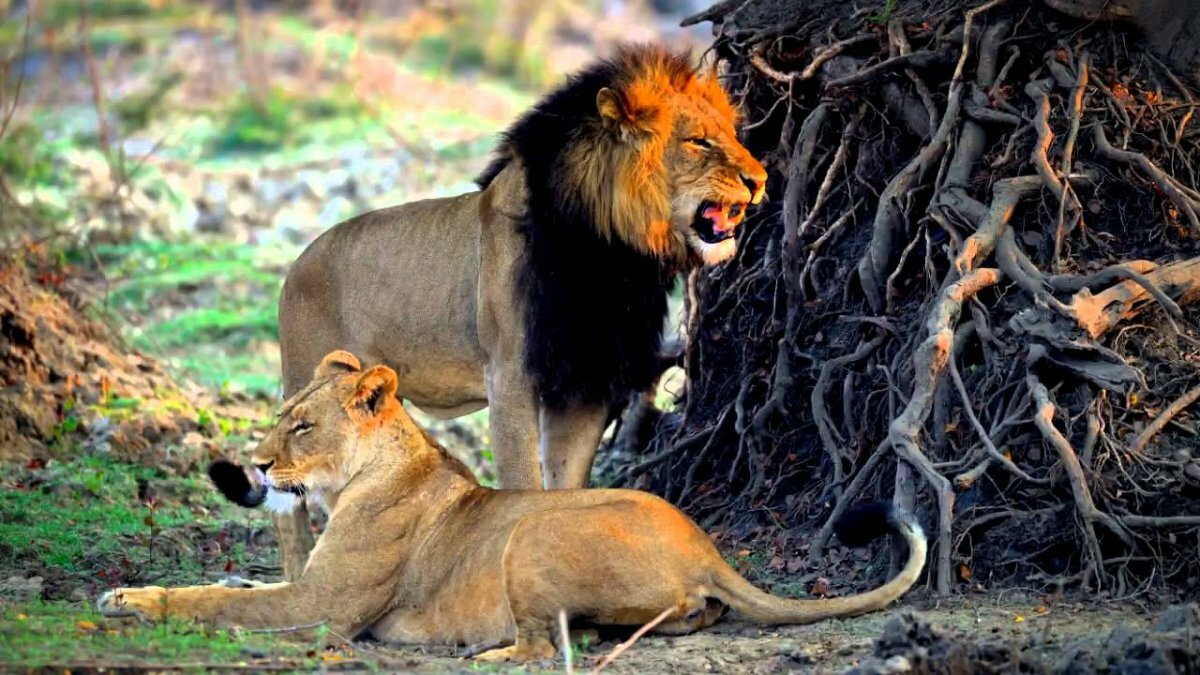 mating lions фото