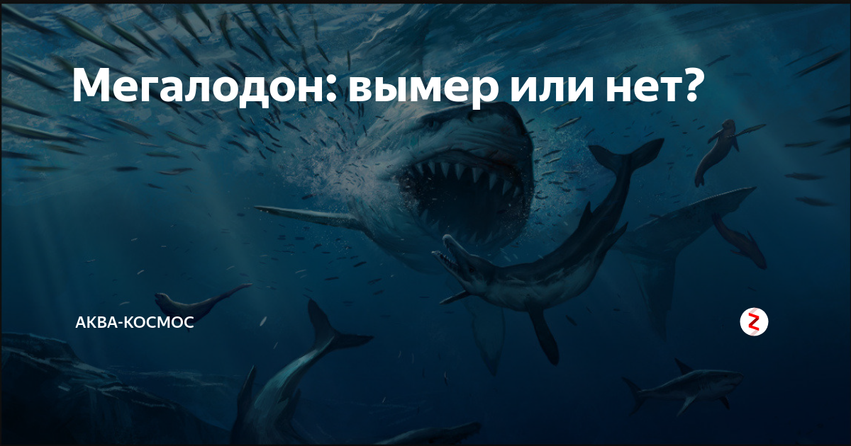 мегалодон вымер или нет фото