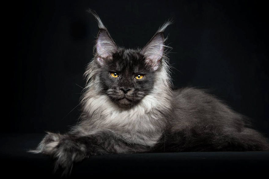 мейкун кошка фото