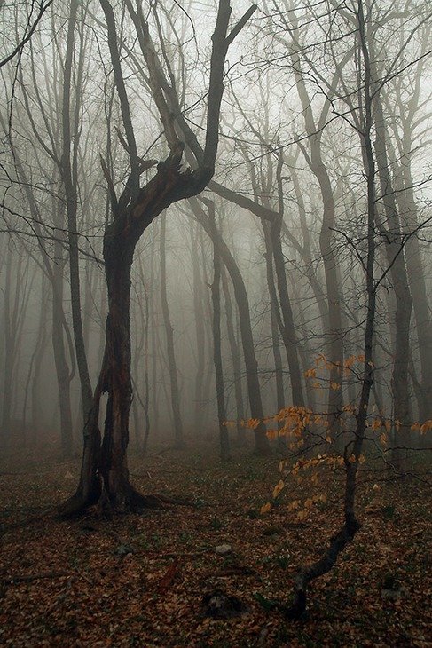 мертвый лес картинки фото