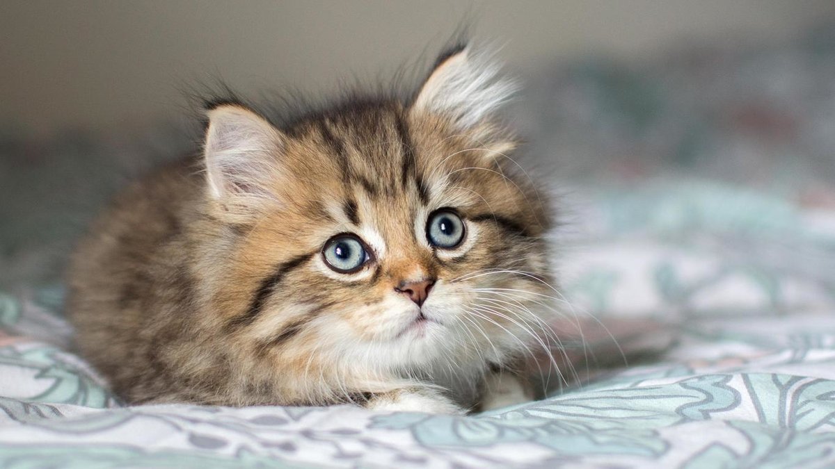 милые фотки котят фото