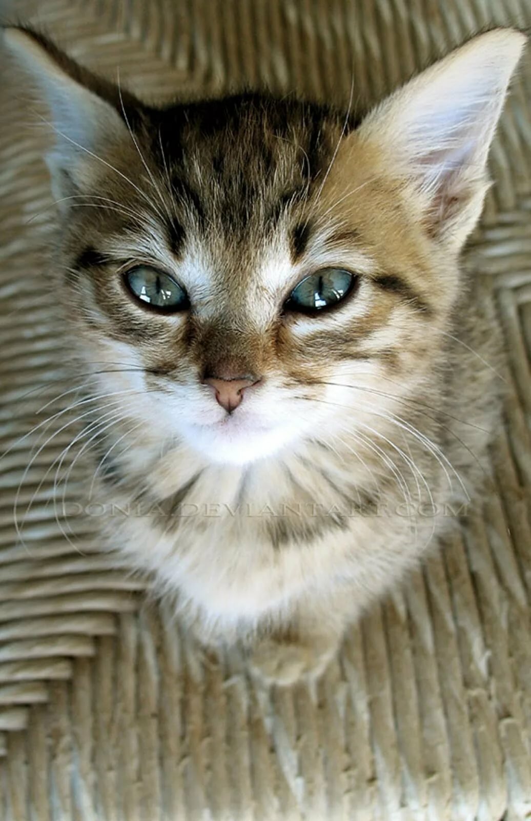 милые котики фото
