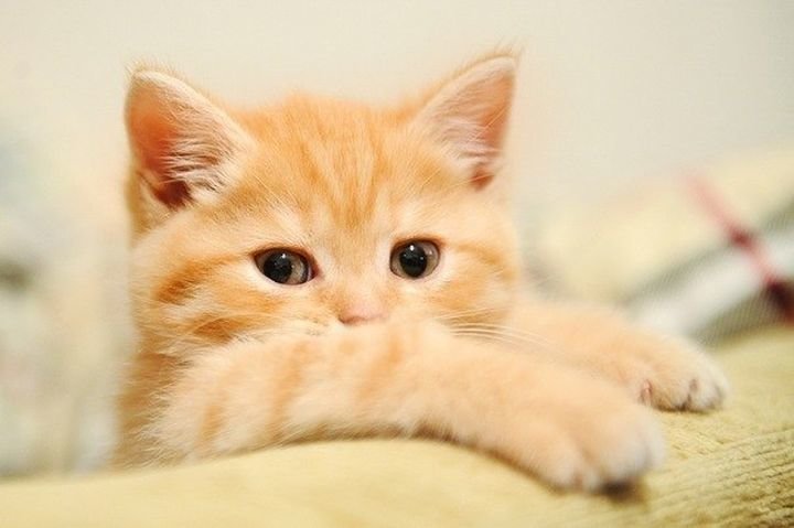 милые котики фото