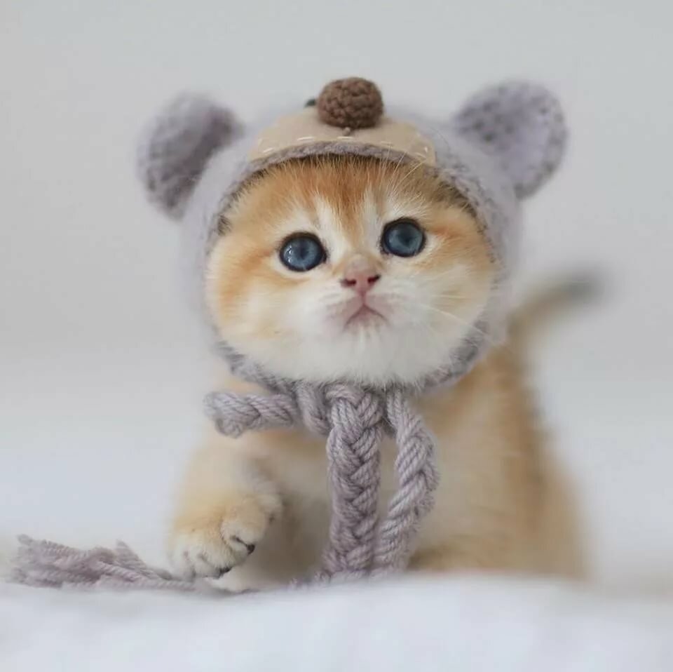 милые котики фото