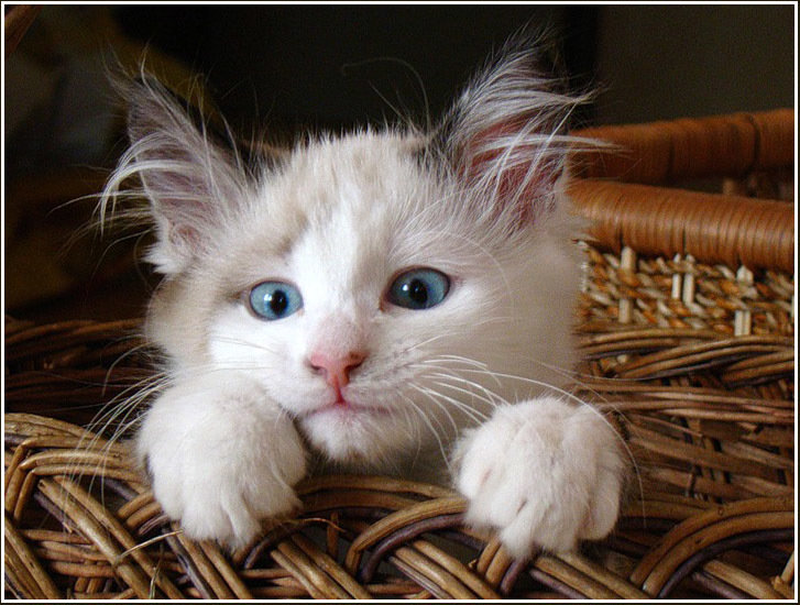 милые котики фото