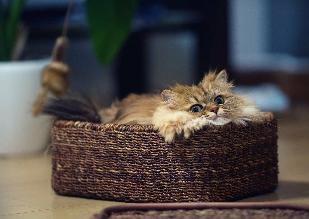 милые котята картинки в корзинке фото