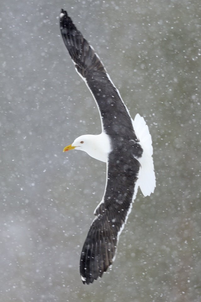 морская чайка larus marinus фото