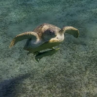 морские черепахи на тенерифе фото