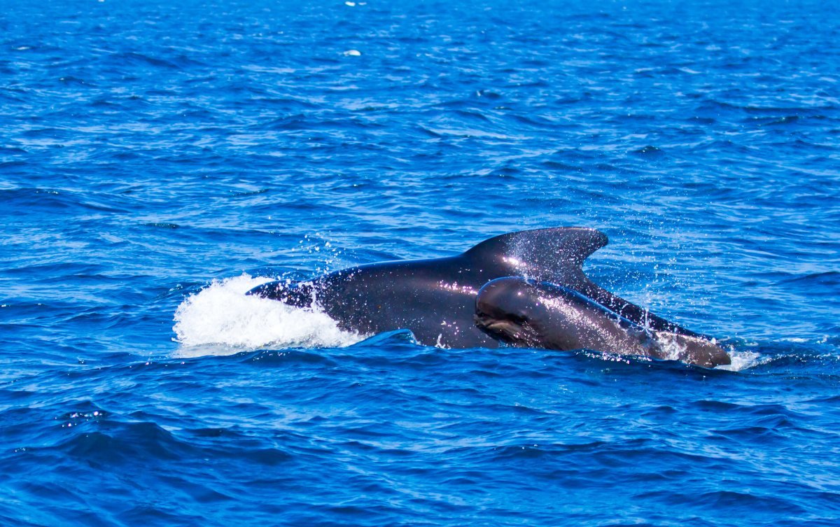 морские животные картинки кит фото