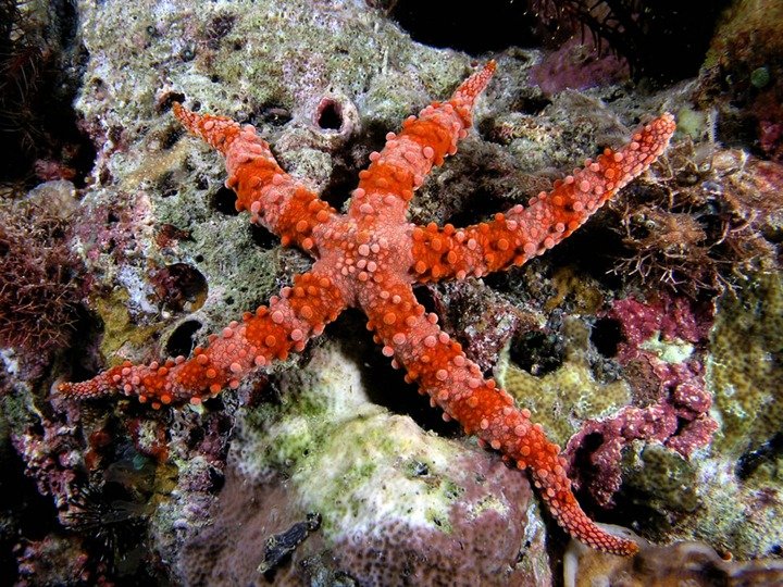 морские звёзды фото