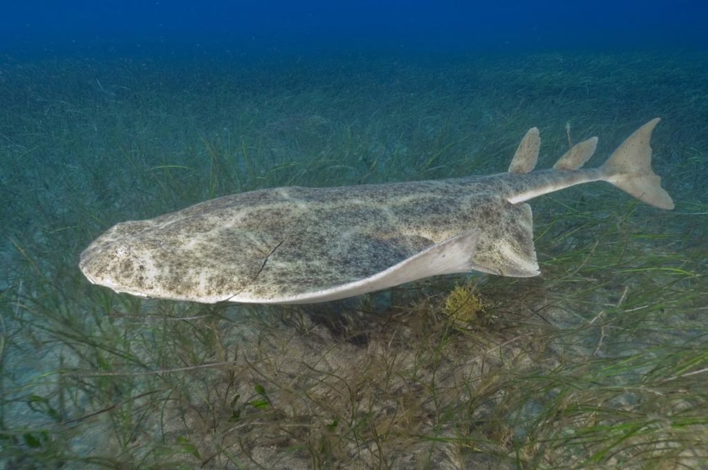 морской ангел (squatina squatina) фото