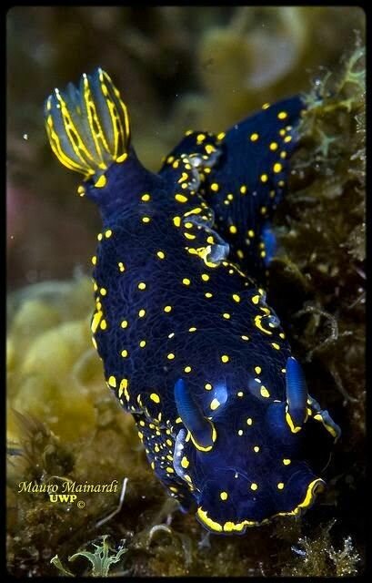 морской слизняк felimare picta фото