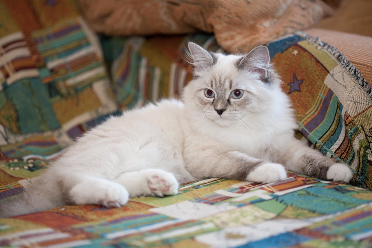 невская маскарадная кошка фото