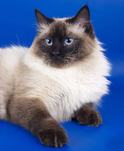невская маскарадная кошка фото