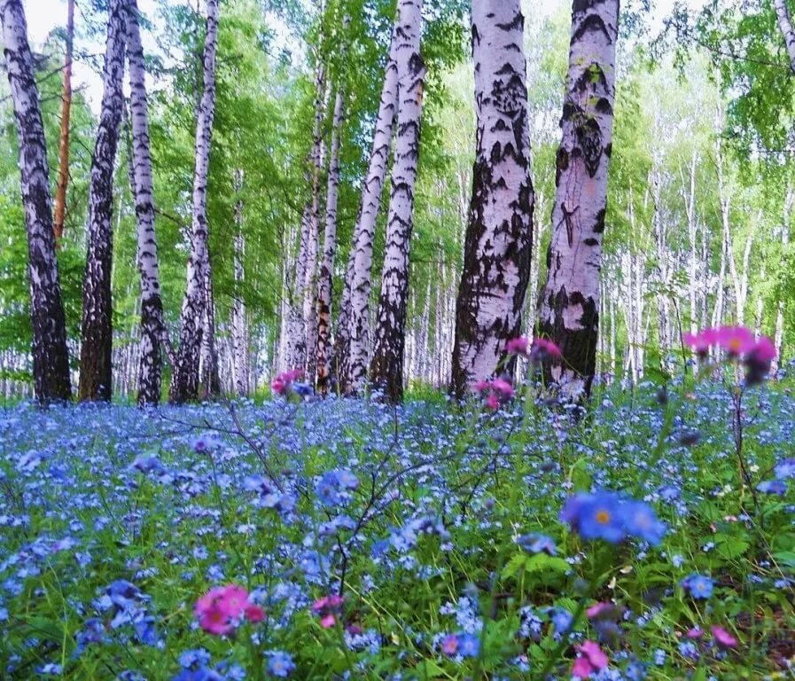 незабудки в лесу фото