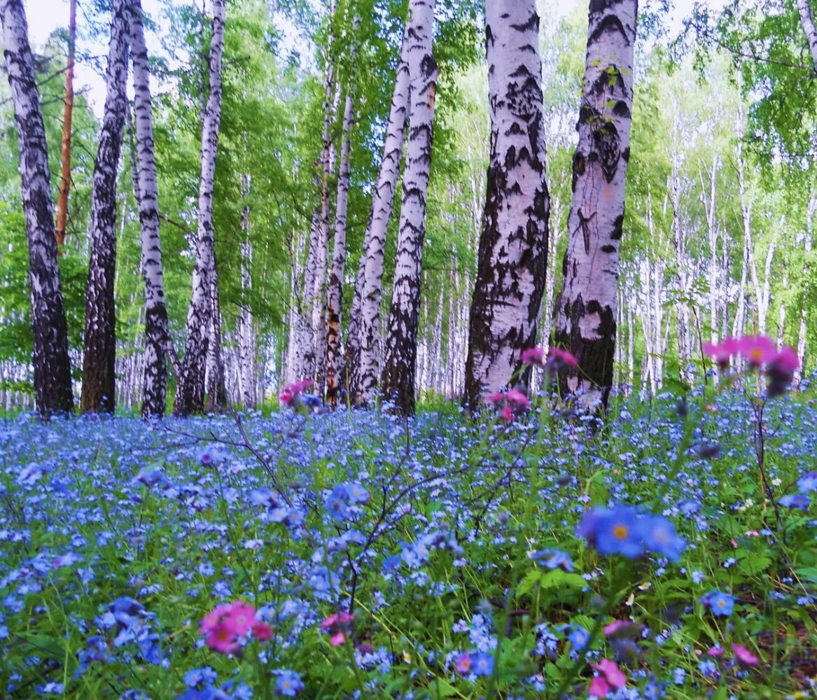 незабудки в лесу фото