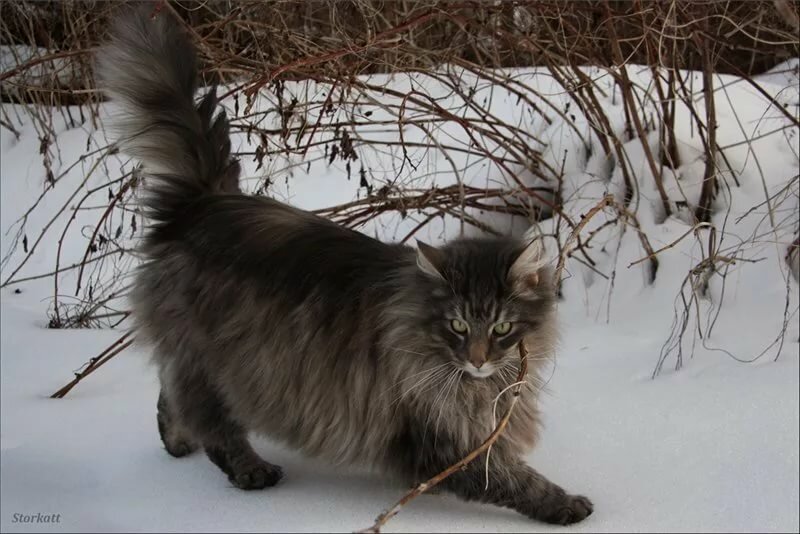 Норвежская лесная кошка фото