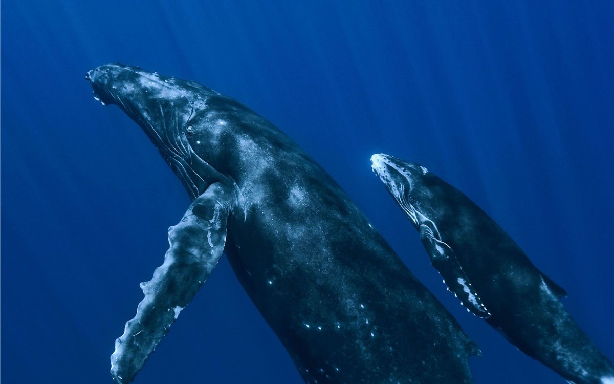 обои на рабочий стол киты фото