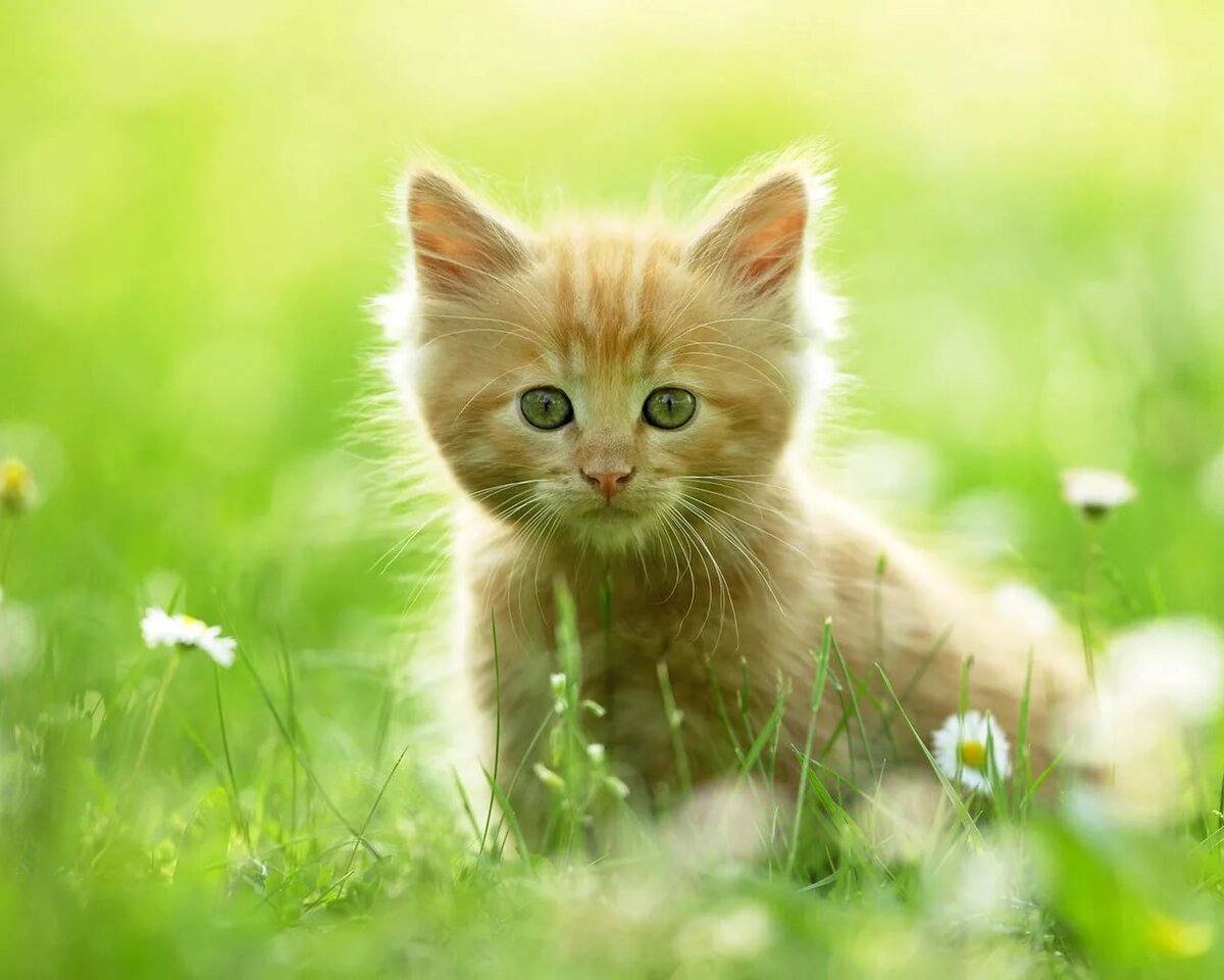 обои на рабочий стол котята фото