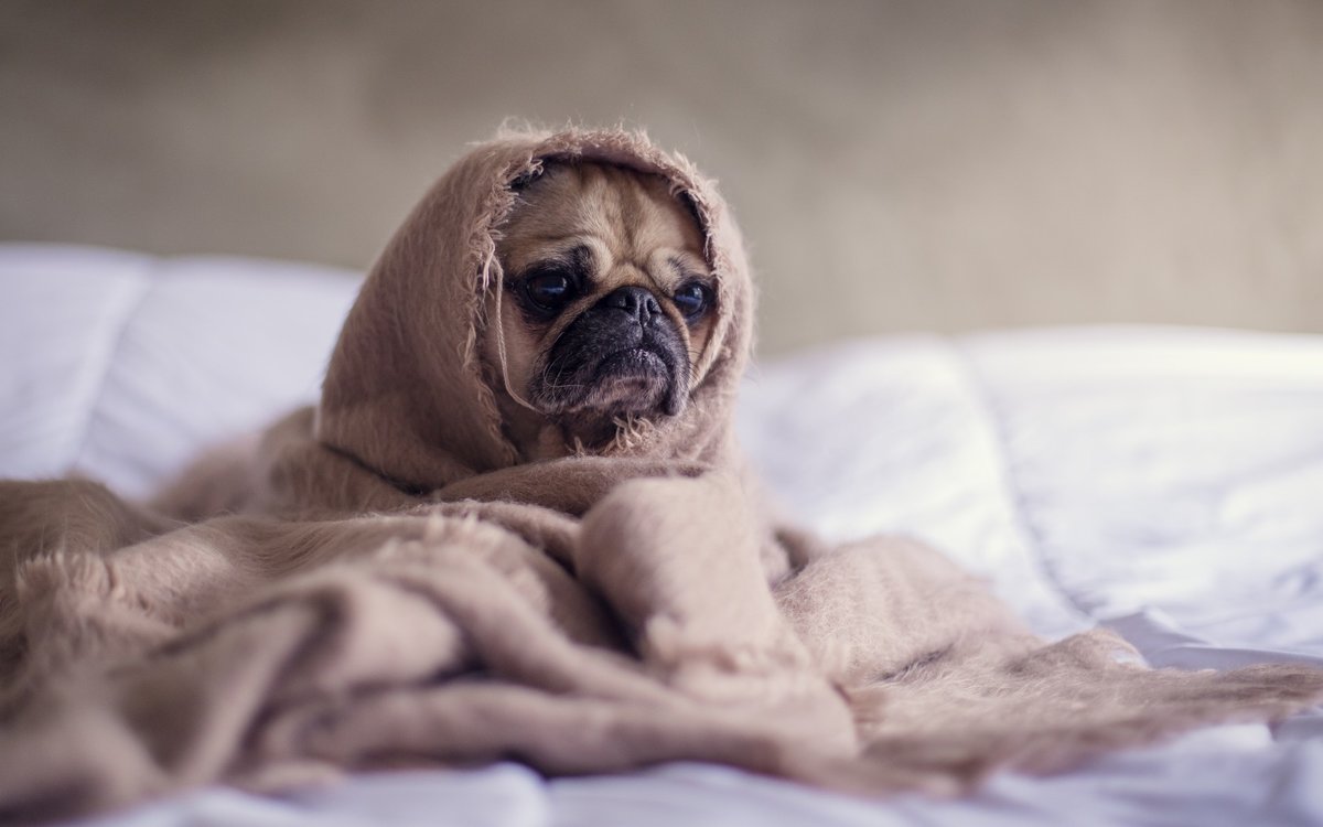 обои на рабочий стол мопс фото