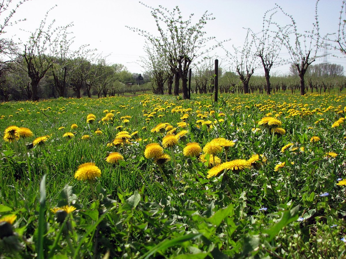 одуванчики на полях и лугах фото