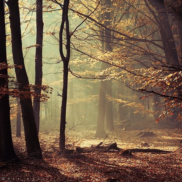 oer-wout autumn фото